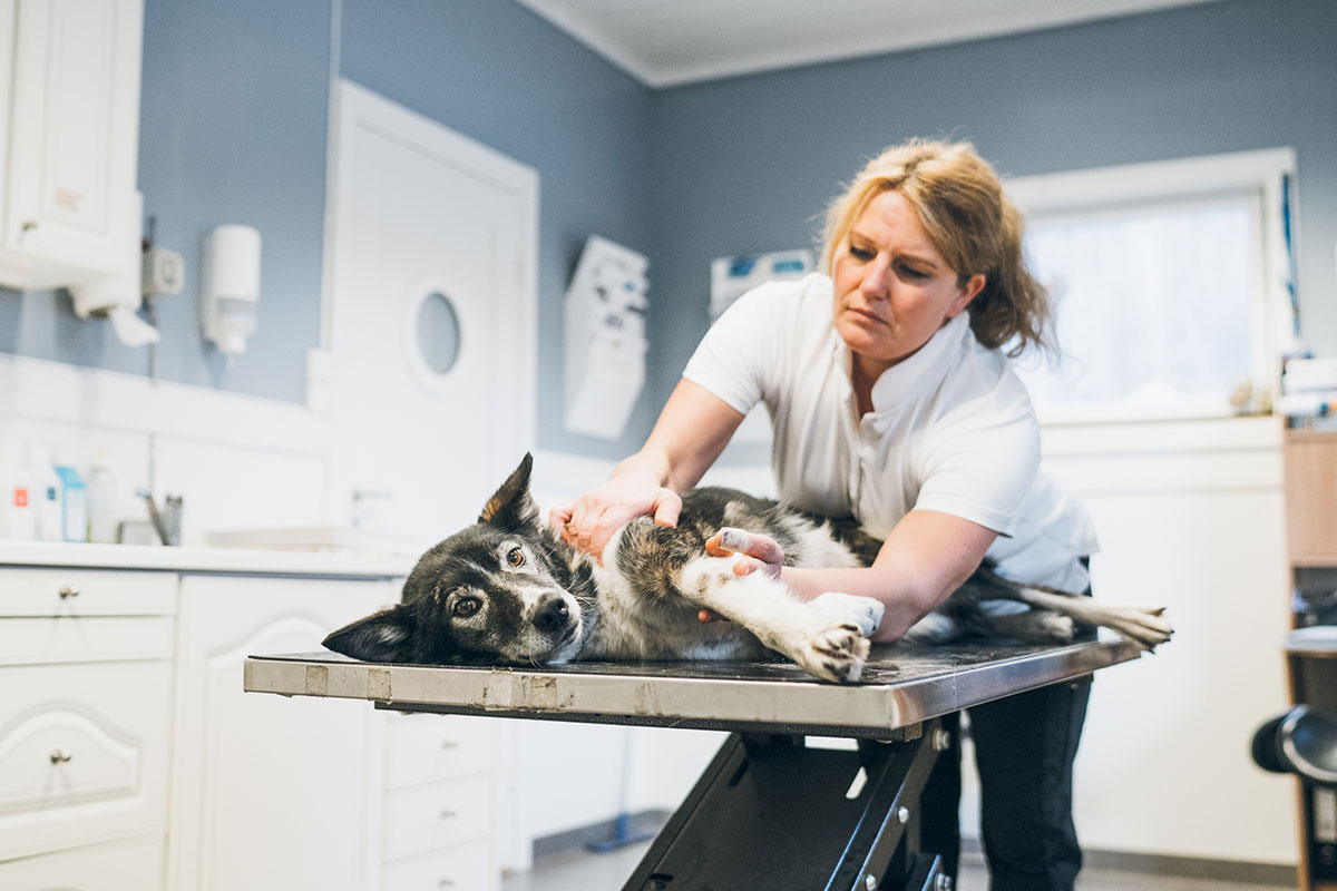 Veterinærkiropraktikk for hund hos Øya Dyreklinikk
