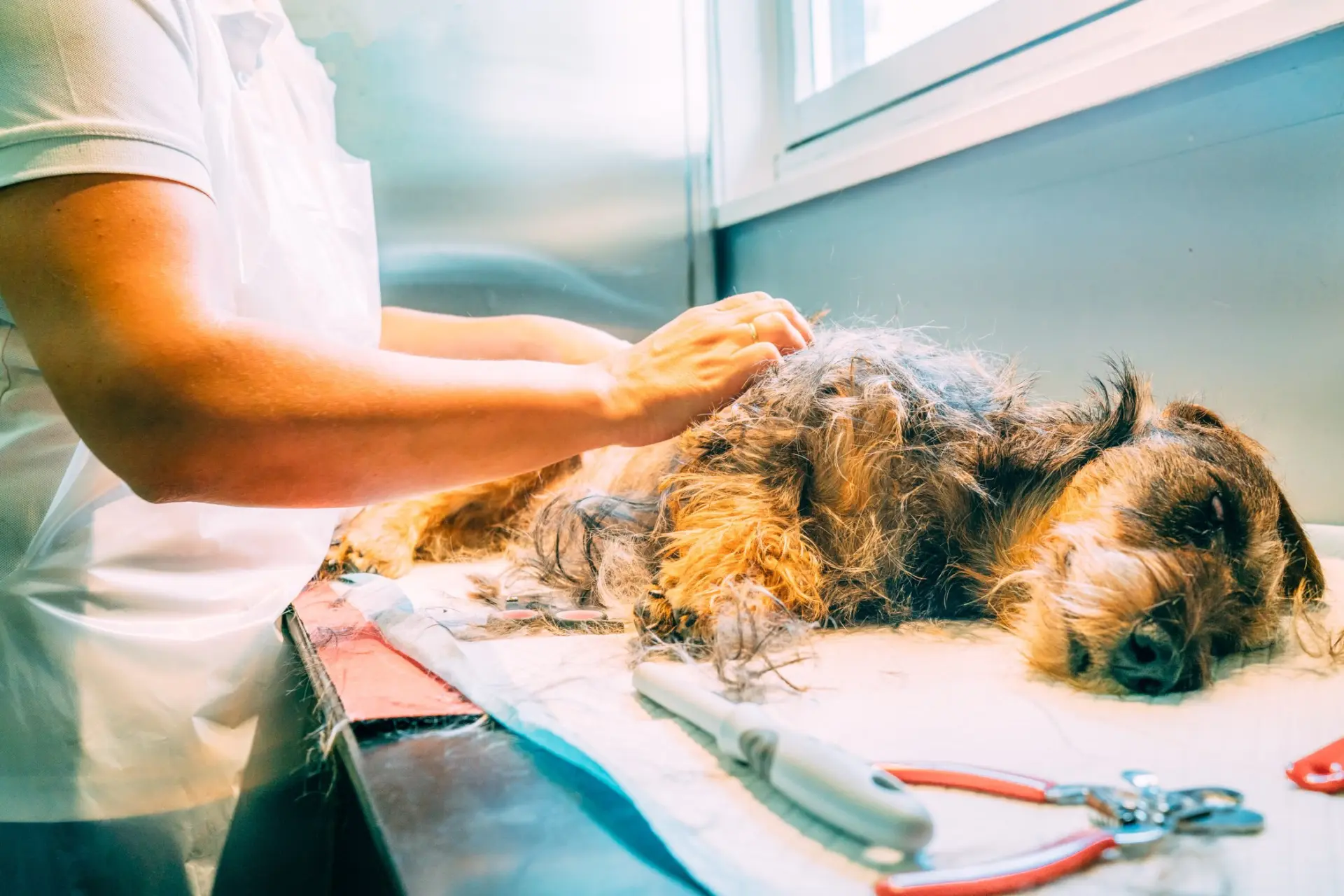 Veterinær undersøker huden og pelsen på en hund som ligger på behandlingsbordet
