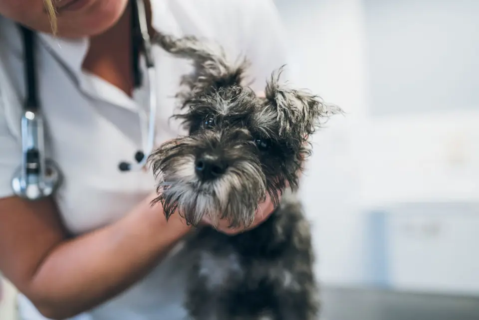Liten hund holdes av veterinær under undersøkelse