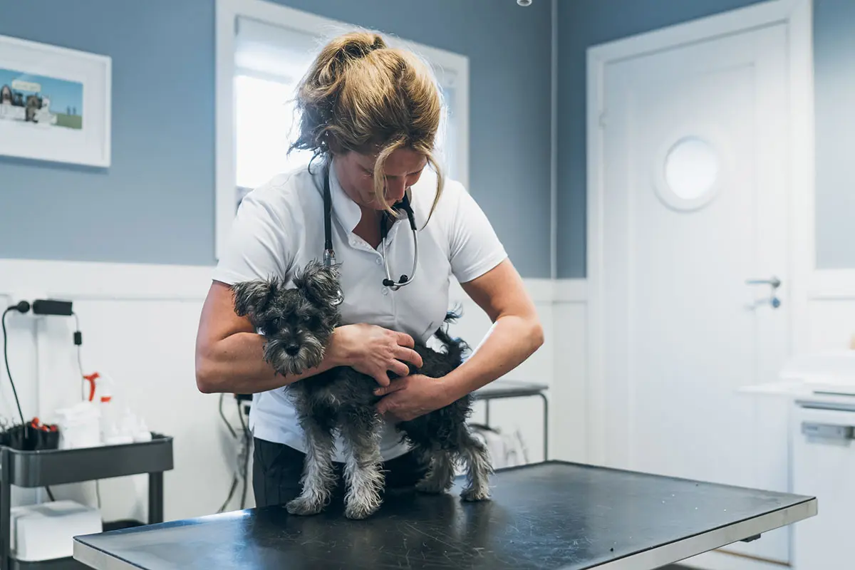Veterinær med stetoskop undersøker en liten hund under helsesjekk