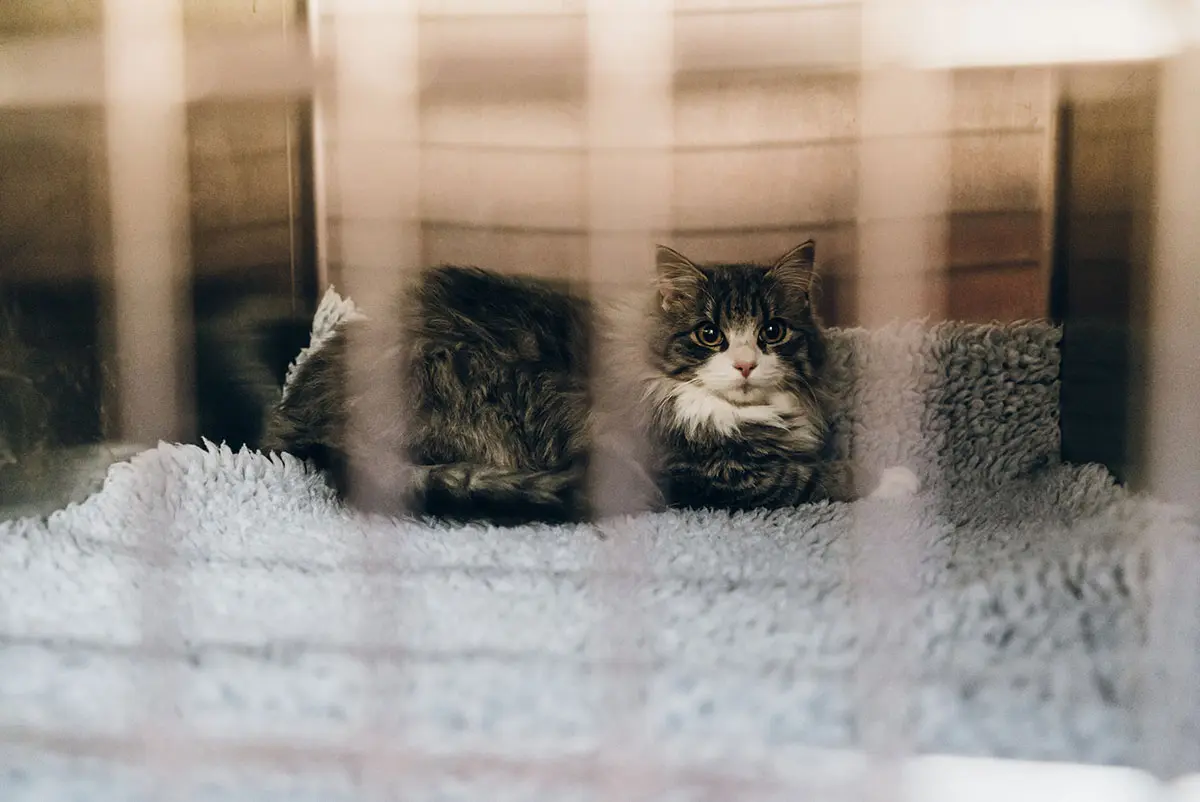 Katt som hviler på et mykt teppe i buret sitt under daghospitalisering