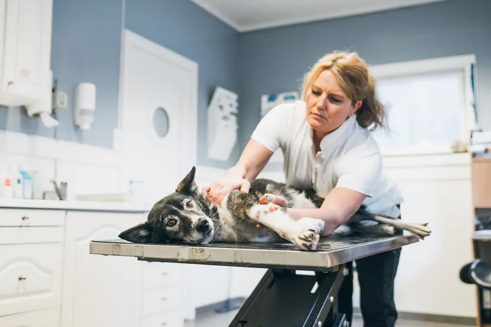 Veterinærkiropraktisk undersøkelse av hund hos Øya Dyreklinikk
