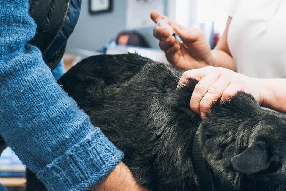 Hund holdes rolig av eier og veterinær under vaksinering