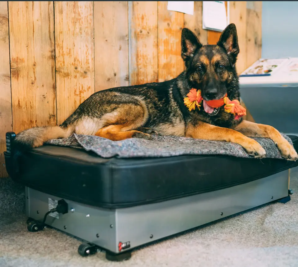 Schäferhund står på vibrasjonsplate hos Øya Dyreklinikk