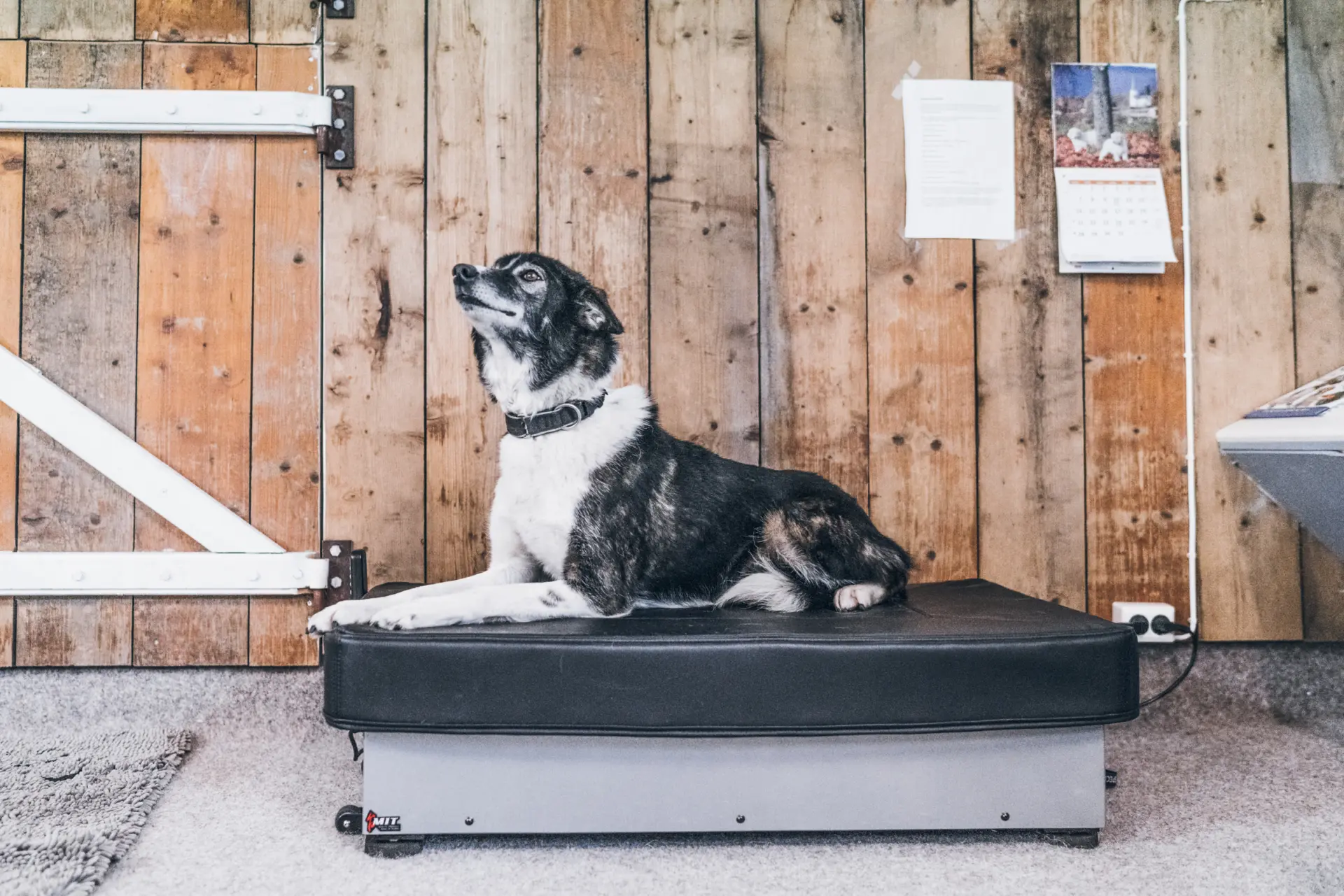 Hund hos Øya Dyreklinikk en novemberdag