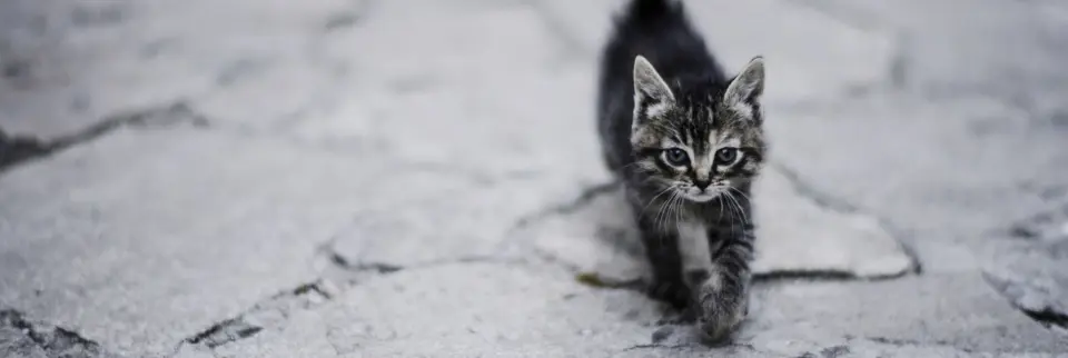 Ung katt som går over steinheller